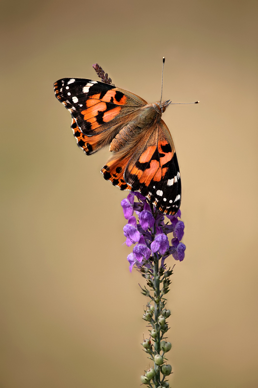 Painted Lady 2